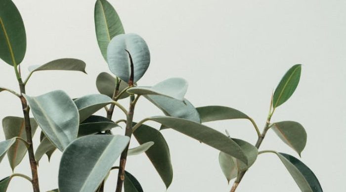 Plant-e1687164125867